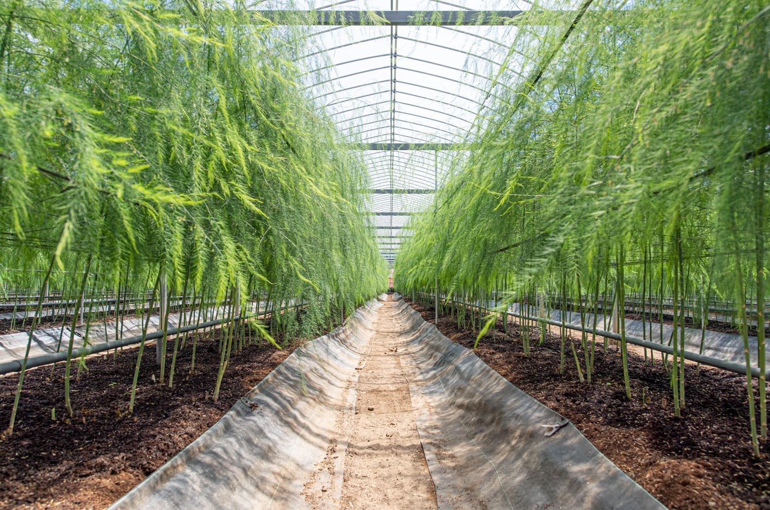 アントファームアスパラ